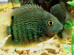 a close up of a fish in an aquarium with rocks and plants around the water