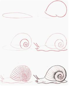 the steps in how to draw a snail