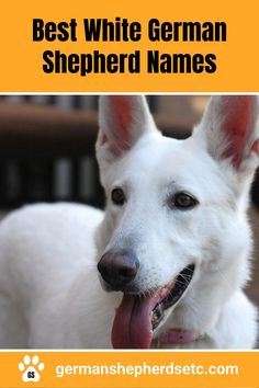 White German Shepherd Puppy White Gsd, German Shepherd Puppies, White Dogs, Male And Female