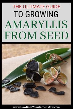 the ultimate guide to growing amaryllis from seed