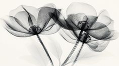 black and white photograph of three flowers