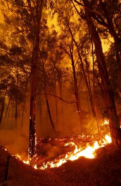 a forest filled with lots of trees covered in fire