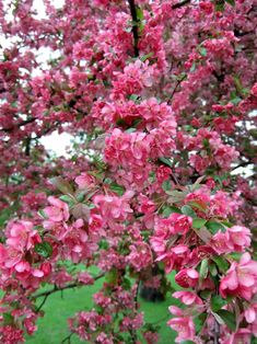 pink flowers are blooming on the branches of trees in front of a grassy area