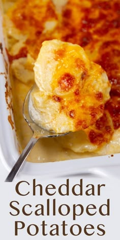 Tender, creamy Cheddar Scalloped Potatoes are a welcome indulgence around the holidays. This easy to make recipe is much quicker than most, so that these potatoes can be made for weeknight dinners as well. Potato Scallop Recipe, Scallop Potatoes Recipes, Cheddar Scalloped Potatoes, Creamy Potato Bake, Scallop Potatoes, Cheddar Recipes, Scalloped Potatoes Easy