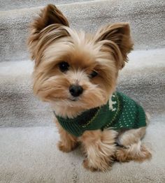 a small brown dog wearing a green sweater sitting on top of some white carpeted stairs