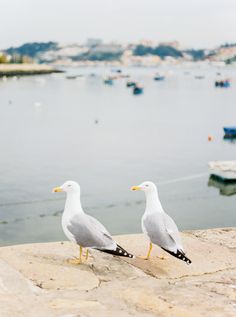 two seagulls are standing on the edge of a wall near water and boats