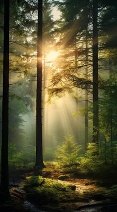 the sun is shining through the trees in the forest, with sunlight streaming through them