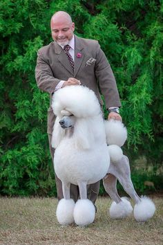 a man in a suit and tie standing next to a white poodle