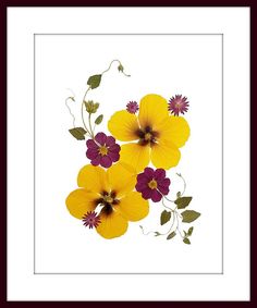 three yellow pansies with purple and red flowers in the center on a white background