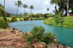 a river running through a lush green forest filled with palm trees and water surrounded by rocks