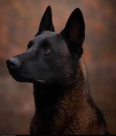 a black and brown dog is looking off into the distance with an intense look on it's face