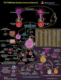 Medical Student Study, Medical Laboratory Science, Medical Facts, Medical School Studying, Biology Notes, Medical Anatomy, Laboratory Science, Medical Laboratory, Molecular Biology