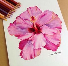 a drawing of a pink flower with colored pencils next to it