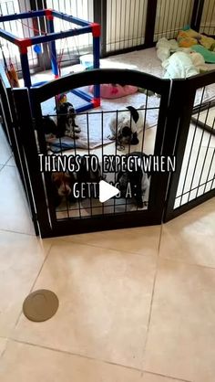 there is a cage with dogs in it that says things to expect when getting a puppy