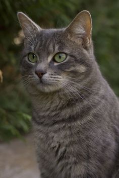 a gray cat with green eyes sitting on the ground