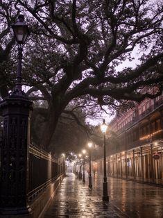 an empty street at night with lights on and trees in the rain covering the ground