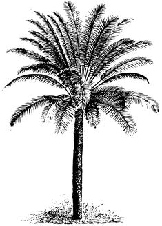 a black and white drawing of a palm tree with no leaves on the top, vintage line drawing or engraving illustration