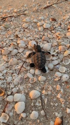 a baby turtle crawling on the ground among sea shells and seashells at sunset