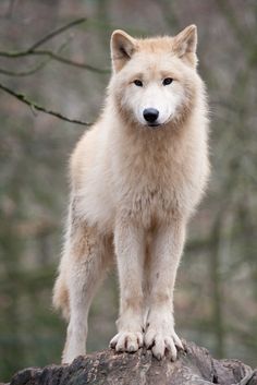 a white wolf standing on top of a rock