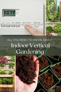 Indoor vertical gardening has seen a rise in popularity in recent years as more people seek to grow their own fresh produce in small spaces. Vertical gardens allow gardeners to maximize limited space by growing vertically on walls or tall, narrow structures.