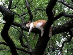 an orange and white cat sleeping on top of a tree