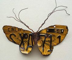 a close up of a butterfly on a wall