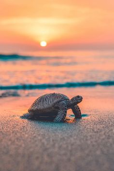 a baby turtle crawling on the beach at sunset