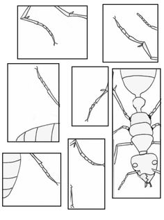 an insect worksheet for children to learn how to draw and paint the insects