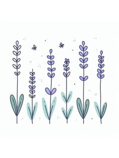 an illustration of lavender flowers and leaves on a white background