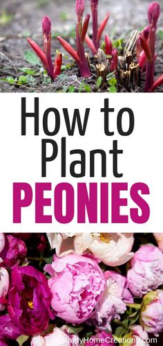 how to plant peonies in the ground with text overlay that reads, how to plant peonies