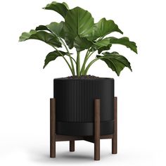 a potted plant sitting on top of a wooden stand