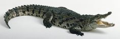 an alligator with its mouth open on a white background