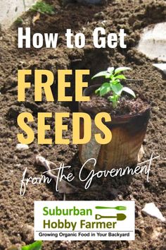 a garden with plants growing out of it and the words how to get free seeds from the government