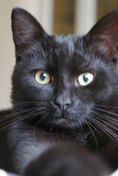 a black cat laying on top of a white blanket next to a window sill