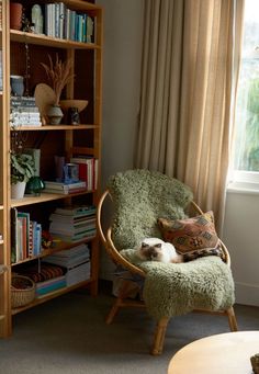 a cat sitting on a chair in front of a book shelf