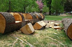 several logs are stacked on top of each other in the grass and trees behind them