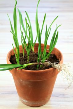 a potted plant with some green grass growing out of it's top end