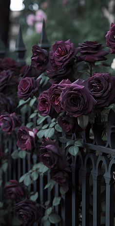 purple roses growing on the side of a fence