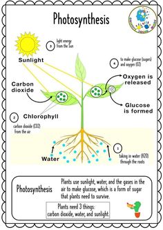 a poster showing the parts of a plant and how it is used for photosyntheism