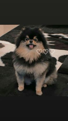 a small dog sitting on top of a black and white floor next to a rug