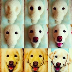 eight different pictures of a dog's face with its tongue out and eyes open