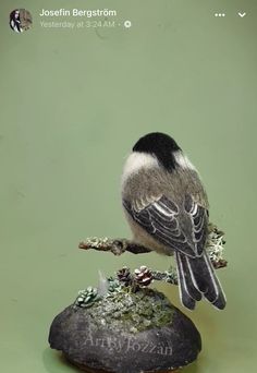 a small bird perched on top of a rock