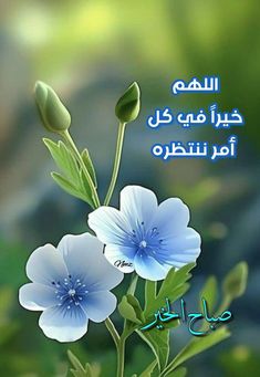 two blue flowers with the words in arabic