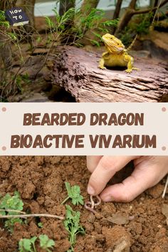 a person is holding a small lizard in their hand and the text reads bearded dragon bio active viarium