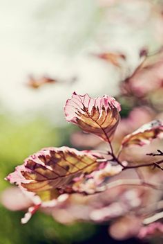 pink flowers are blooming on the tree branch