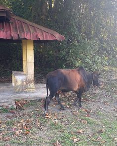 a brown cow standing next to a red roof