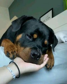 a black and brown dog laying on top of a bed next to a person's hand