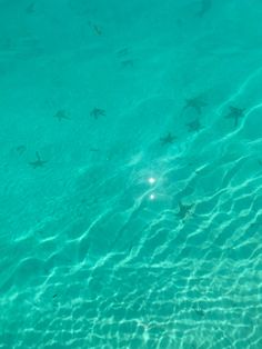 the water is so clear that it looks like they are swimming in the ocean or on land