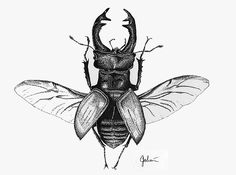 a black and white drawing of a bug