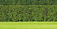 a man standing on top of a lush green field next to a tall grass covered hedge